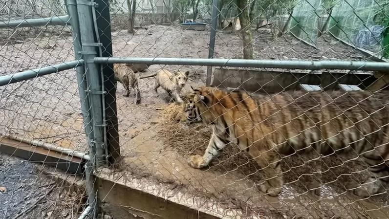 imagem colorida tigres apreendidos operação méxico