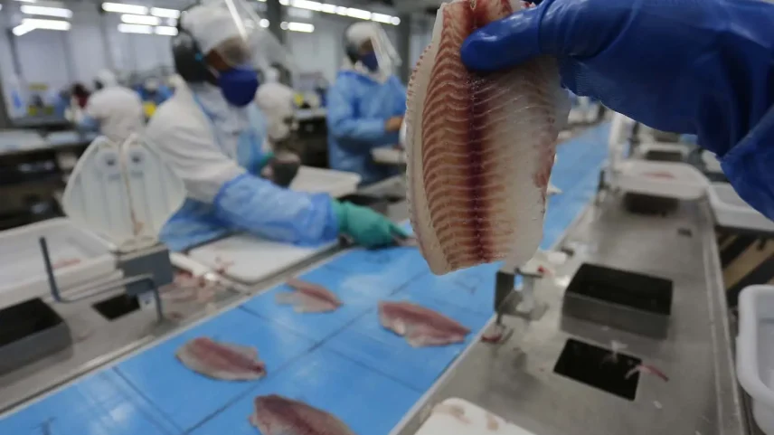 Setor calcula que inclusão de tilápia na lista de espécies invasoras poderia gerar prejuízo de até US$ 38 bilhões anuais (Foto: Jonathan Campos/AEN)