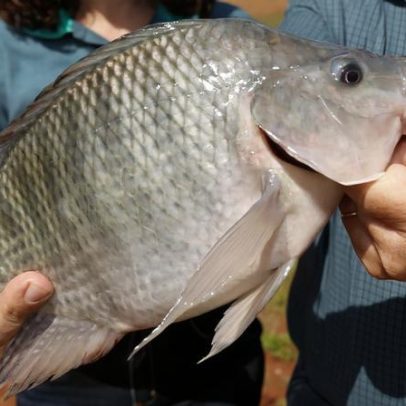 Tilápia pode ser classificada como espécie invasora no Brasil