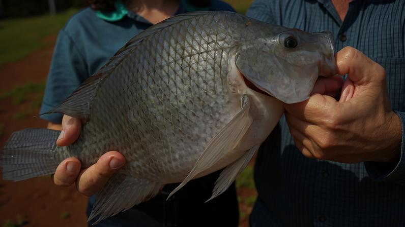 Proposta de resolução que inclui tilápia, além de eucalipto, pinus, goiaba e jaca, na lista de espécies invasoras será analisada pela Conabio a partir desta quarta-feira (27) (Foto: Jonathan Campos/AEN)