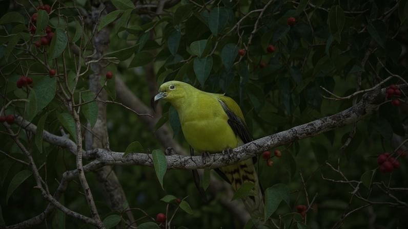 Pombo-de Timor-verde pode ir à extinção sem ação imediata, aponta estudo