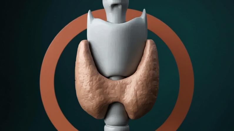 Glândula pequena no pescoço, mas central para o metabolismo: essa é a tireoide (Ilustração: VEJA SAÚDE/VEJA)