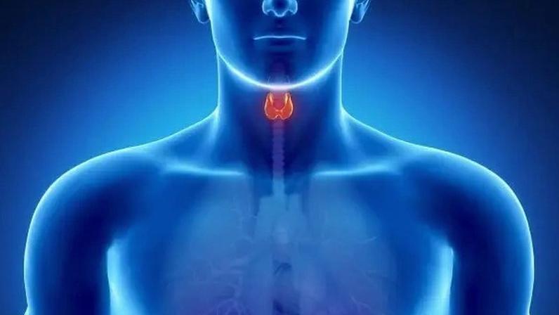 Tireoide: glândula fundamental para o equilíbrio do metabolismo (Thinkstock/VEJA/VEJA)