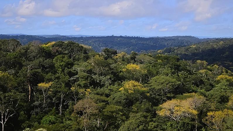 Trecho da Floresta Nacional do Jamanxim, no Pará — Foto: Divulgação/Ibama