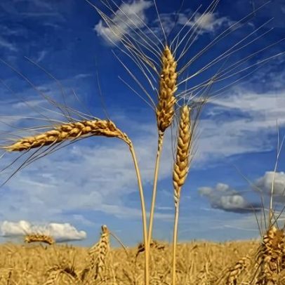Corte de taxa de soja e trigo na Argentina tem impacto limitado no Brasil
