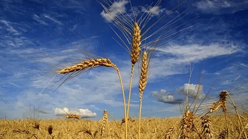 Argentina anunciou a redução dos impostos de exportação do trigo de 7,5% para 5,5% a partir de junho