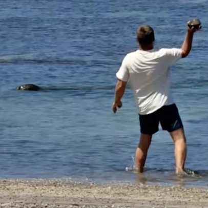 Turista rico é detido após vídeo de atirar pedra na cabeça de foca ameaçada