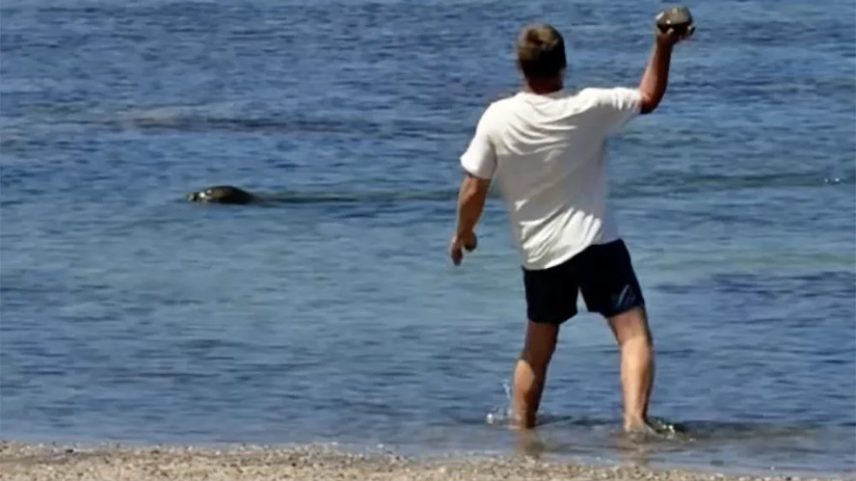 Turista atira pedra em foca ameaçada de extinção no Havaí — Foto: Reprodução/Redes sociais