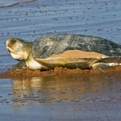 Karajarri celebram primeira Área Protegida Indígena marinha da Austrália