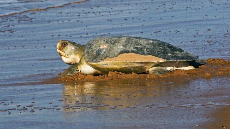 An Australian flatback sea turtle (*Natator depressus*). Image by Dylan Goldspink.
