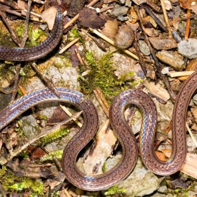 Cobra de duas cabeças encontrada na China confunde predadores e cientistas