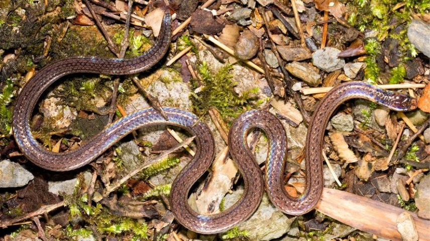 A cobra-de-junco tem apenas cerca de 20 cm de comprimento — Foto: Shuo Qi et al.
