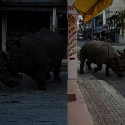Rinocerontes brigam em rua do Nepal e assustam turistas