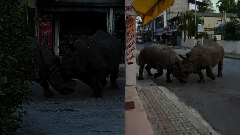 Rinocerontes brigam em rua do Nepal e assustam turistas