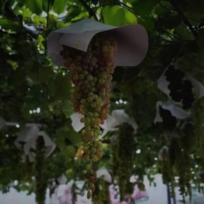 Terroir tech transforma vinhos japoneses raros