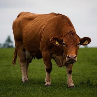 Vaca usa ferramenta e desafia ideias sobre inteligência bovina
