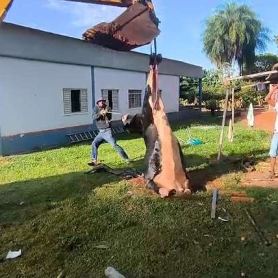 Bombeiros usam retroescavadeira para resgatar vaca que caiu em fossa em MS