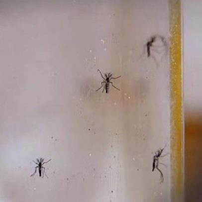 Dengue avança em Tocantins, com uma das maiores incidências do país