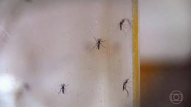 Dengue volta a preocupar dois estados brasileiros — Foto: reprodução/TV Globo