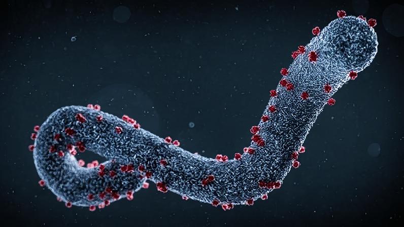 Vírus Marburg é altamente infeccioso e pertence à mesma família do vírus Ebola