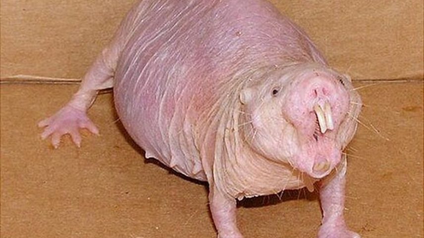 Rato-toupeira-pelado. — Foto: Wikimedia Commons/Kein keen