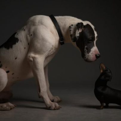 Brasileiro destina 8% do orçamento familiar a animais de estimação