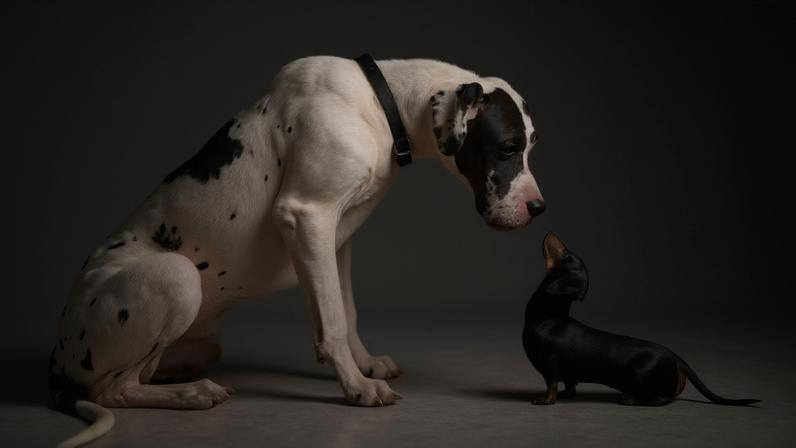 Brasileiro gasta 8% do orçamento familiar com animais de estimação — Foto: Getty Images