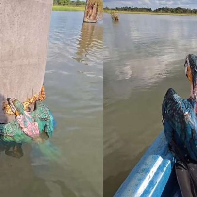 Pescador resgata filhote de arara-canindé ilhado em tronco em Rondônia