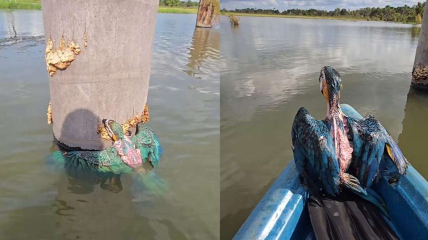 Pescador resgata filhote de arara-canindé ilhado em tronco