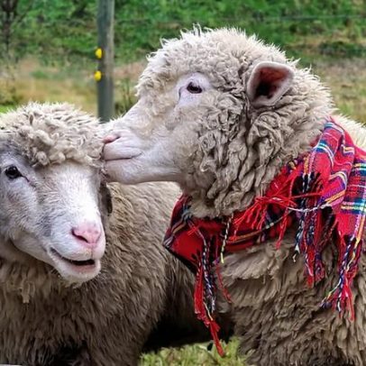 Pacha e Mama, ovelhas, vivem em chalé na Serra de SC usando toucas