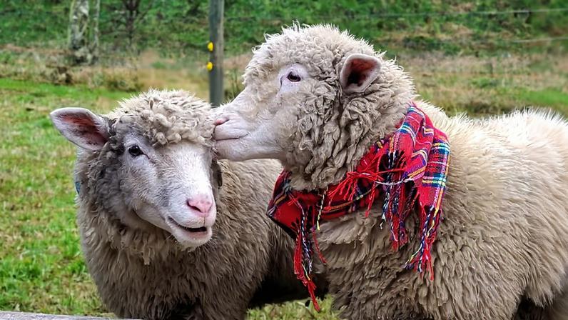 Ovelhas 'Pacha' e 'Mama' vivem em Urupema (SC) — Foto: Arquivo pessoal