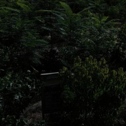 BNDES aprova R$ 87,2 milhões para restaurar Mata Atlântica na Bahia