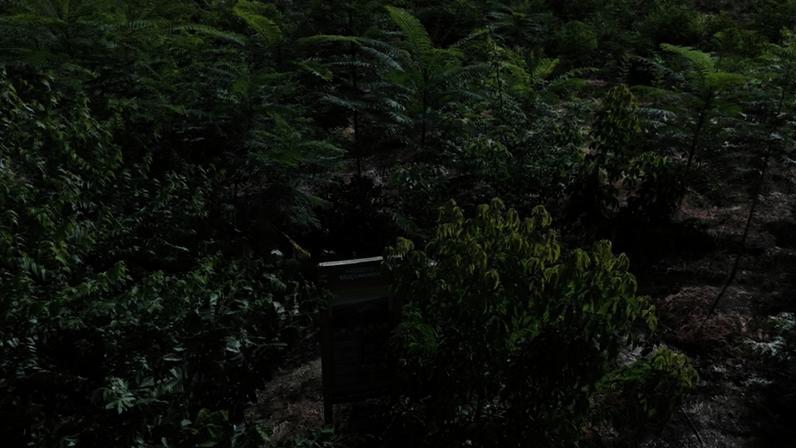 Projeto Muçununga será executado pela Biomas e pela Carbon2Nature Brasil, joint venture da Neoenergia com a Carbon2Nature, do grupo espanhol Iberdrola, em áreas da Veracel Celulose.
