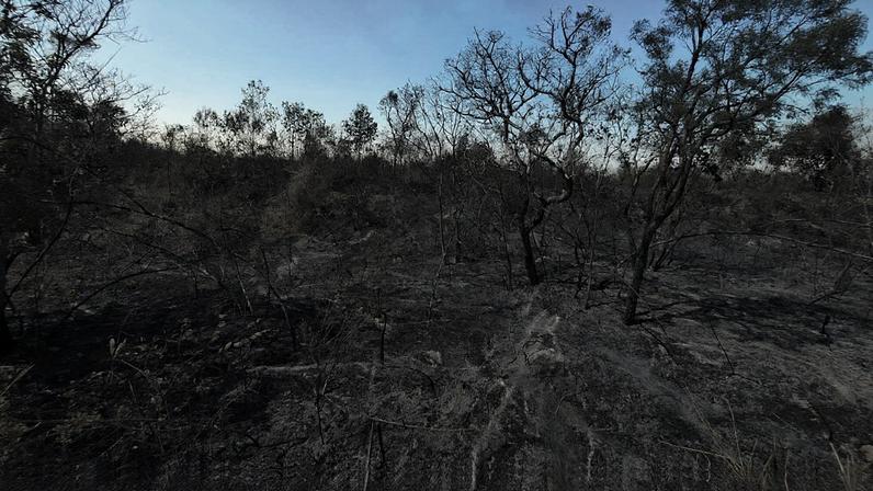 Brasília (DF), 19/09/2024 - Área queimada após incêndio no Parque Nacional de Brasília. Foto: ICMBio/Divulgação