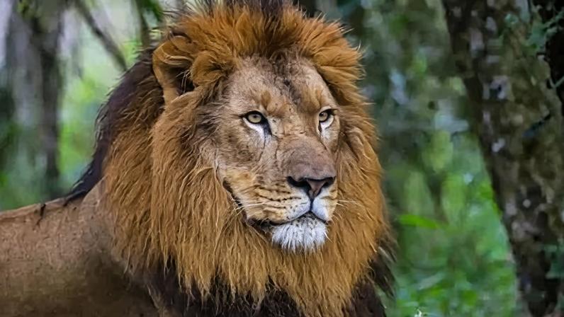 Imagem de publicidade com leão como simbolo do Imposto de Renda na década de 80