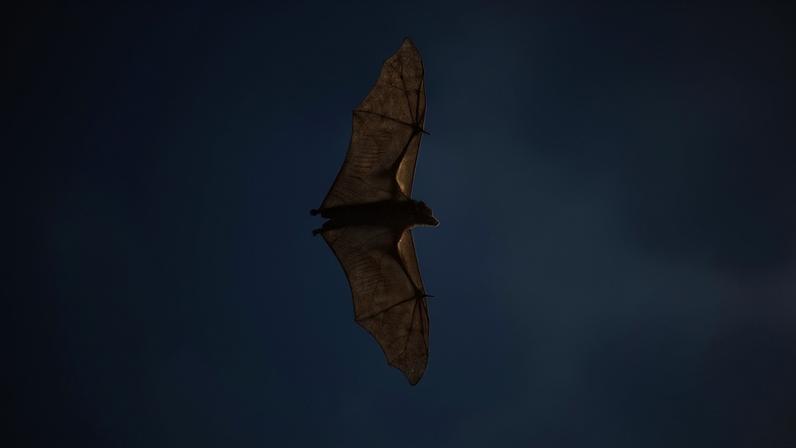 A fruit bat; an African buffalo; a sitatunga and calf; and an Angolan free-tailed bat, all possible reservoir species where viruses that cause Ebola disease may reside.