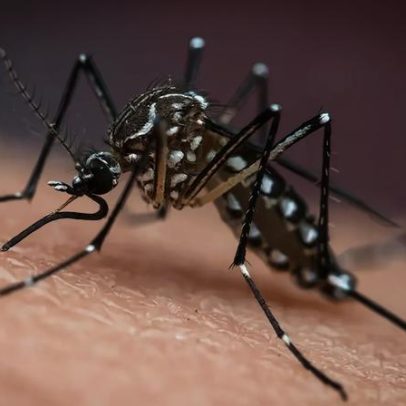Estudo mostra mosquitos podem aprender a gostar do cheiro de repelente