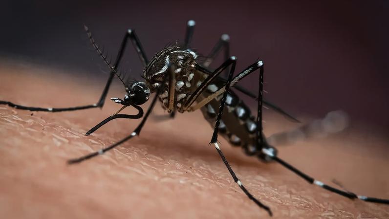 Um mosquito Aedes aegypti em close-up, com corpo preto e listras brancas, pousado sobre a pele humana, com fundo roxo desfocado