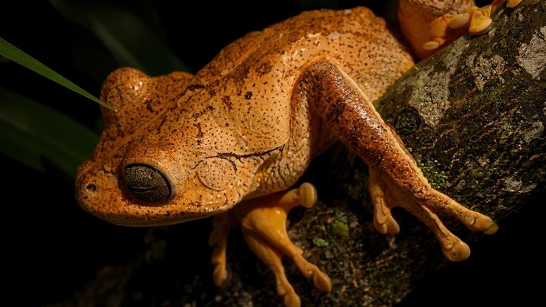 Sapo marrom-alaranjado com manchas escuras, olhos grandes e pálpebras cinzas, agarrado a um tronco de árvore escuro com musgo verde, em ambiente noturno