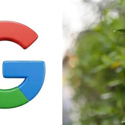 Google planeja liberar 32 milhões de mosquitos nos EUA para manejo de doenças