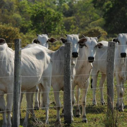 EUA ligam exportação de carne brasileira à China ao trabalho forçado