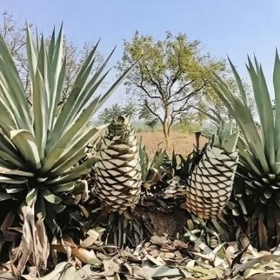 Água, o ouro azul da Índia, impulsiona nova indústria de bebidas