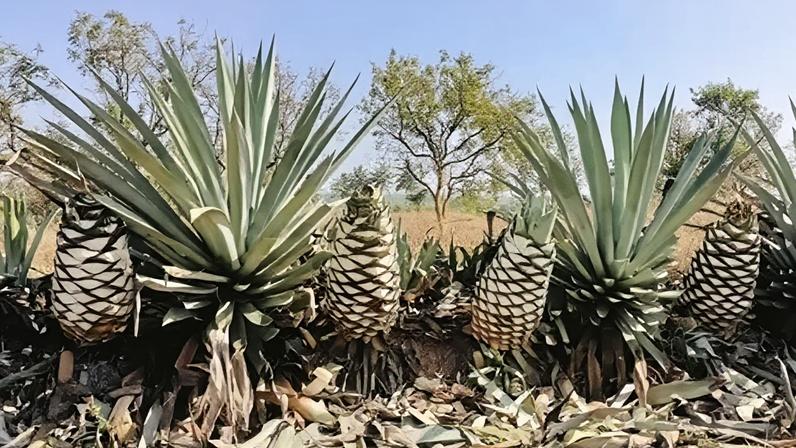 Água, o ouro azul da Índia, impulsiona nova indústria de bebidas