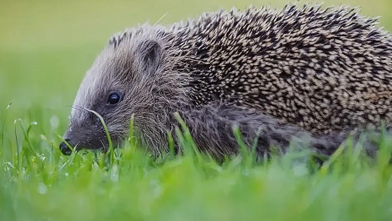 Ataque com faca desencadeia noite de violência em Belfast