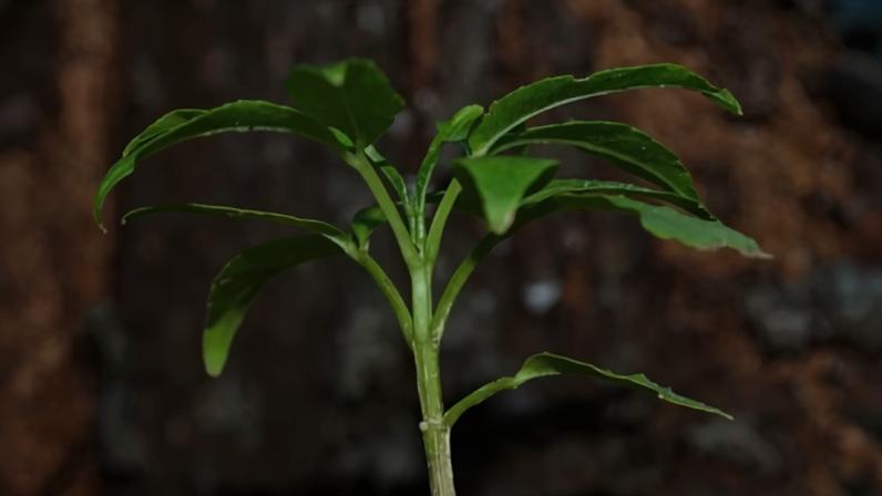 Pequena planta com caule verde claro e folhas verdes escuras, algumas com bordas irregulares, em fundo marrom desfocado