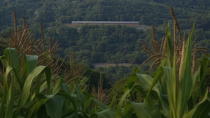 Como ações internas prejudicam o desempenho do agronegócio brasileiro