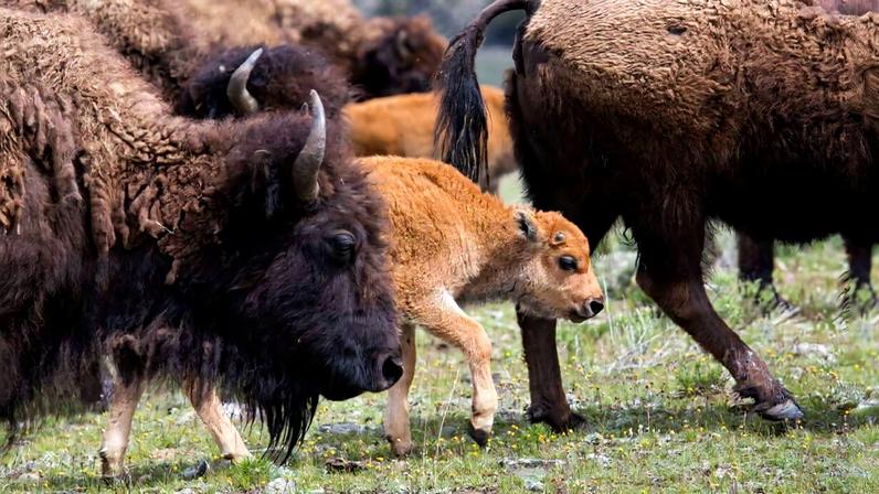 Bison and calves in Lamar Valley of Yellowstone National Park.