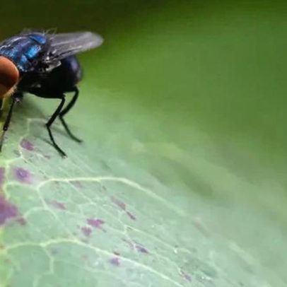 Casos de screwworm aumentam nos EUA e autoridades intensificam resposta