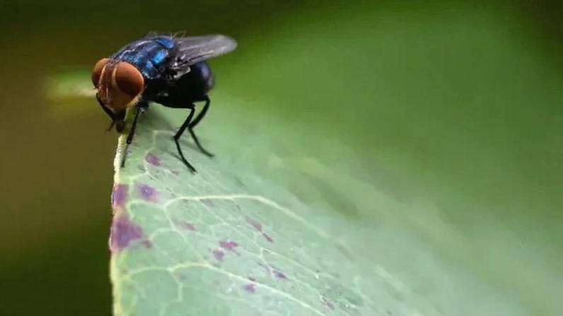 The New World screwworm fly. It lays eggs in the open wounds or orifices of warm-blooded animals; the resulting larvae burrow into and expand the wound, consuming the animal’s tissue.