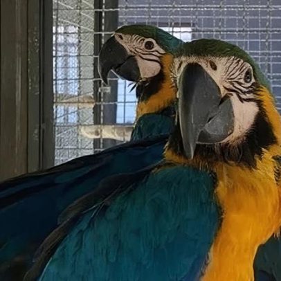 Ibama demite superintendente suspeito de tráfico de aves silvestres